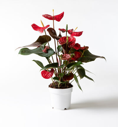 Anthurium Coral Champion rød Anthurium Coral Champion rød